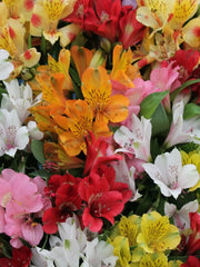 Alstroemerias colores mixtos bounche