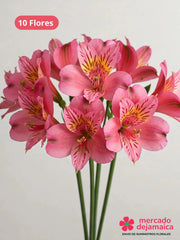 Alstroemerias rosa ramo