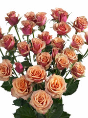 Mini rosa antigua bounche