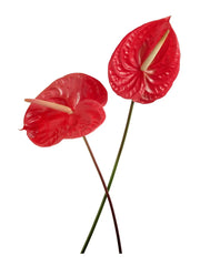 Anturios rojos 20 flores en caja