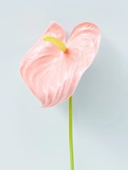 Anturio Rosa Mediano