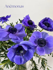 Anémonas azul
