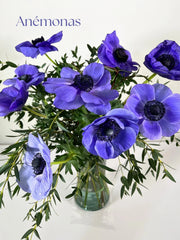 Anémonas azul