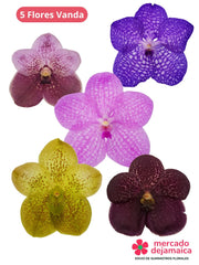 Orquídeas Vanda 5 Flores