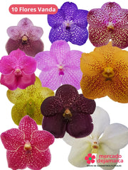 Orquídeas Vanda 10 Flores
