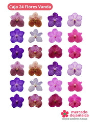 Orquídeas Vanda 24 Flores