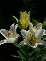 Flores casablanca bounche