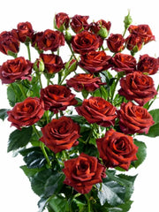 Ramo mini rosa chococcino