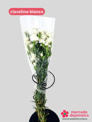 Clavelina Blanca