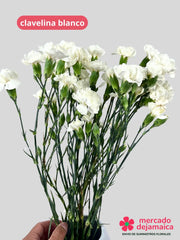 Clavelina Blanca