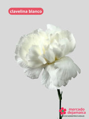 Clavelina Blanca