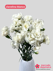Clavelina Blanca