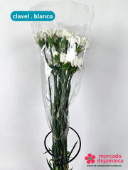 Clavel Blanco