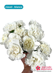Clavel Blanco