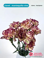 Clavel Mariposa