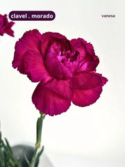 Clavel Morado
