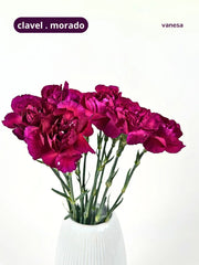Clavel Morado