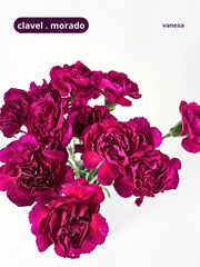 Clavel Morado