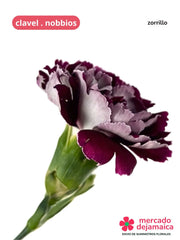 Clavel Nobbios