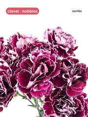 Clavel Nobbios