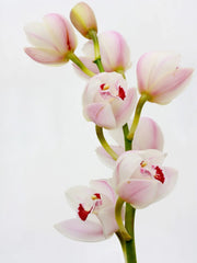 Orquídea cymbidium blanca importada