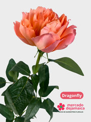 Rosa Dragonfly