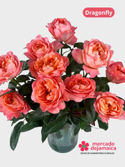 Rosa Dragonfly
