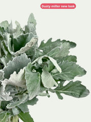 Dusty Miller New Look