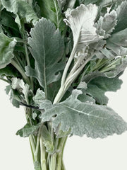Dusty Miller New Look