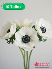 Anémonas blancas