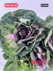 Flor de col morada