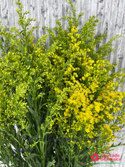 Solidago ramo