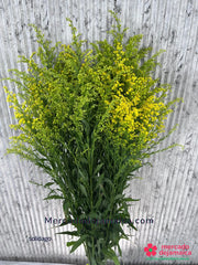 Solidago ramo