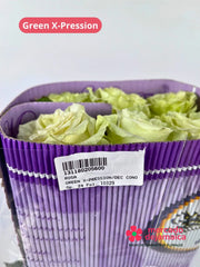 Green X-Pression Rosas Inglesa