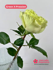 Green X-Pression Rosas Inglesa