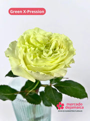 Green X-Pression Rosas Inglesa