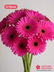 Gerberas fucsia caja