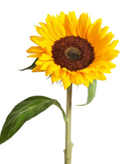 Girasoles en ramo