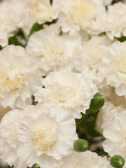 Gruesa claveles blancos