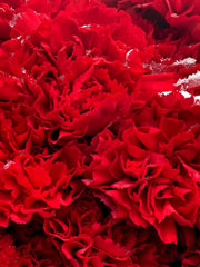 Gruesa claveles rojos