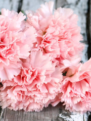Gruesa claveles rosa