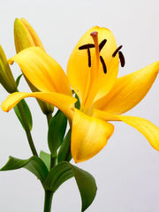 Flores lilies amarillas