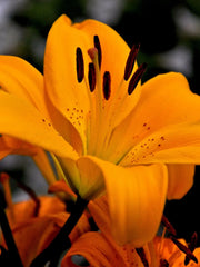 Flores lilies naranja