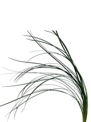 Lily grass racimo
