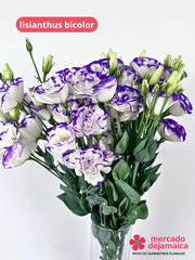 Lisianthus bicolor: blanco morado