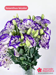 Lisianthus bicolor: blanco morado