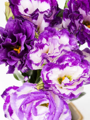 Lisianthus bicolor: blanco morado