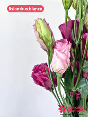 Lisianthus Rosa Intenso