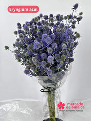 Eryngium Azul