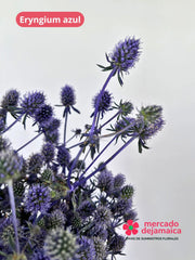 Eryngium Azul